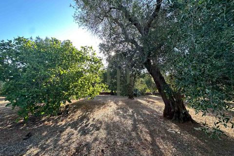 Ruïna a Ostuni, Brindisi, Ostuni - € 43.000 | Ref: Lamia Vite - foto 22